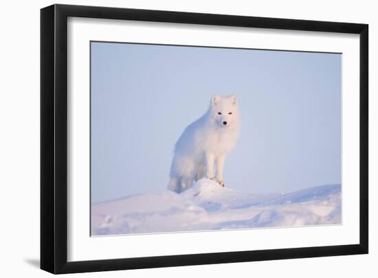 Arctic Fox Adult Pauses on a Snow Bank, ANWR, Alaska, USA-Steve Kazlowski-Framed Photographic Print