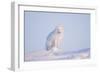 Arctic Fox Adult Pauses on a Snow Bank, ANWR, Alaska, USA-Steve Kazlowski-Framed Photographic Print