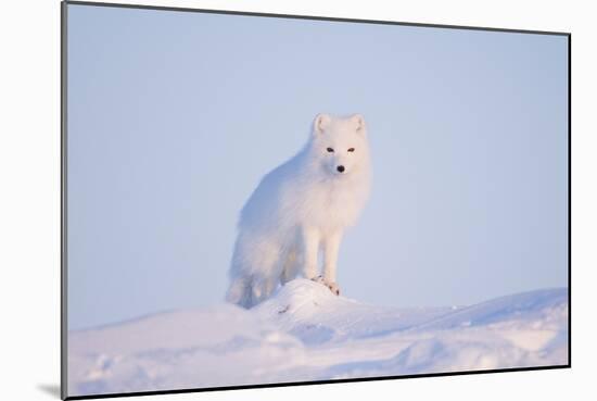 Arctic Fox Adult Pauses on a Snow Bank, ANWR, Alaska, USA-Steve Kazlowski-Mounted Photographic Print