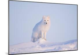 Arctic Fox Adult Pauses on a Snow Bank, ANWR, Alaska, USA-Steve Kazlowski-Mounted Photographic Print