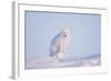 Arctic Fox Adult Pauses on a Snow Bank, ANWR, Alaska, USA-Steve Kazlowski-Framed Photographic Print