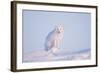 Arctic Fox Adult Pauses on a Snow Bank, ANWR, Alaska, USA-Steve Kazlowski-Framed Photographic Print