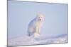 Arctic Fox Adult Pauses on a Snow Bank, ANWR, Alaska, USA-Steve Kazlowski-Mounted Photographic Print