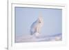 Arctic Fox Adult Pauses on a Snow Bank, ANWR, Alaska, USA-Steve Kazlowski-Framed Photographic Print