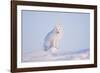 Arctic Fox Adult Pauses on a Snow Bank, ANWR, Alaska, USA-Steve Kazlowski-Framed Photographic Print