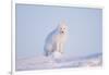 Arctic Fox Adult Pauses on a Snow Bank, ANWR, Alaska, USA-Steve Kazlowski-Framed Photographic Print