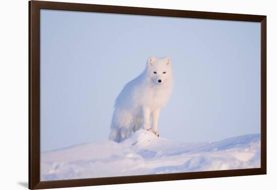 Arctic Fox Adult Pauses on a Snow Bank, ANWR, Alaska, USA-Steve Kazlowski-Framed Photographic Print