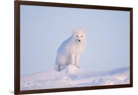 Arctic Fox Adult Pauses on a Snow Bank, ANWR, Alaska, USA-Steve Kazlowski-Framed Photographic Print