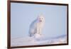 Arctic Fox Adult Pauses on a Snow Bank, ANWR, Alaska, USA-Steve Kazlowski-Framed Photographic Print