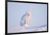 Arctic Fox Adult Pauses on a Snow Bank, ANWR, Alaska, USA-Steve Kazlowski-Framed Photographic Print