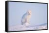 Arctic Fox Adult Pauses on a Snow Bank, ANWR, Alaska, USA-Steve Kazlowski-Framed Stretched Canvas