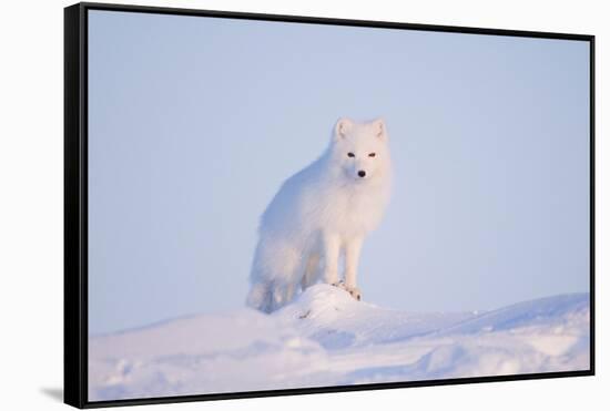 Arctic Fox Adult Pauses on a Snow Bank, ANWR, Alaska, USA-Steve Kazlowski-Framed Stretched Canvas