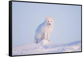 Arctic Fox Adult Pauses on a Snow Bank, ANWR, Alaska, USA-Steve Kazlowski-Framed Stretched Canvas