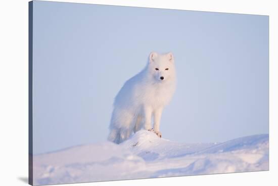 Arctic Fox Adult Pauses on a Snow Bank, ANWR, Alaska, USA-Steve Kazlowski-Stretched Canvas