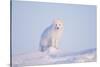 Arctic Fox Adult Pauses on a Snow Bank, ANWR, Alaska, USA-Steve Kazlowski-Stretched Canvas