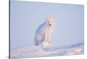 Arctic Fox Adult Pauses on a Snow Bank, ANWR, Alaska, USA-Steve Kazlowski-Stretched Canvas