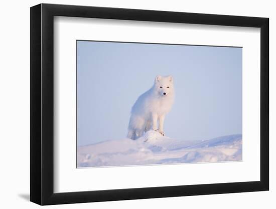 Arctic Fox Adult Pauses on a Snow Bank, ANWR, Alaska, USA-Steve Kazlowski-Framed Premium Photographic Print