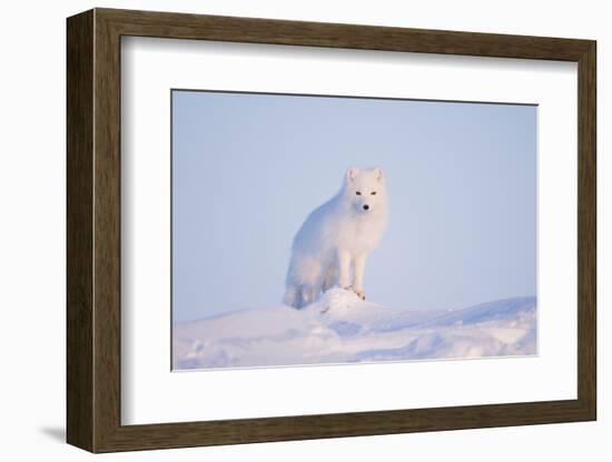 Arctic Fox Adult Pauses on a Snow Bank, ANWR, Alaska, USA-Steve Kazlowski-Framed Photographic Print