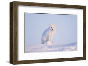 Arctic Fox Adult Pauses on a Snow Bank, ANWR, Alaska, USA-Steve Kazlowski-Framed Photographic Print