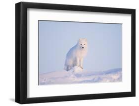 Arctic Fox Adult Pauses on a Snow Bank, ANWR, Alaska, USA-Steve Kazlowski-Framed Photographic Print