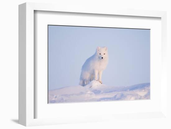 Arctic Fox Adult Pauses on a Snow Bank, ANWR, Alaska, USA-Steve Kazlowski-Framed Photographic Print