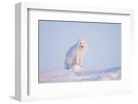 Arctic Fox Adult Pauses on a Snow Bank, ANWR, Alaska, USA-Steve Kazlowski-Framed Photographic Print