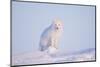 Arctic Fox Adult Pauses on a Snow Bank, ANWR, Alaska, USA-Steve Kazlowski-Mounted Photographic Print