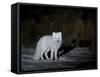 Arctic Fox, Alopex Lagopus, Churchill, Manitoba, Canada-Thorsten Milse-Framed Stretched Canvas