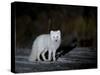 Arctic Fox, Alopex Lagopus, Churchill, Manitoba, Canada-Thorsten Milse-Stretched Canvas