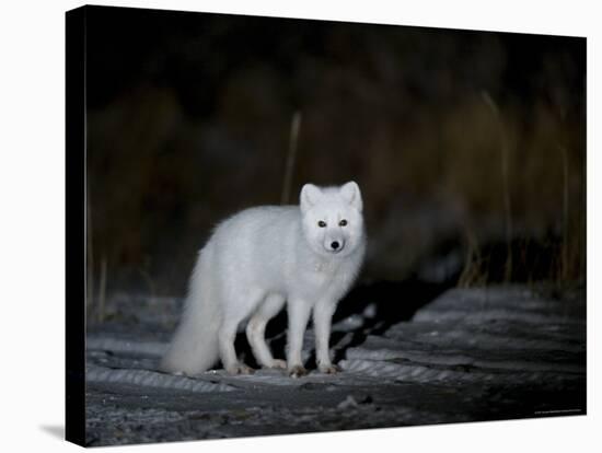 Arctic Fox, Alopex Lagopus, Churchill, Manitoba, Canada-Thorsten Milse-Stretched Canvas