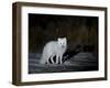 Arctic Fox, Alopex Lagopus, Churchill, Manitoba, Canada-Thorsten Milse-Framed Photographic Print