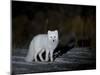 Arctic Fox, Alopex Lagopus, Churchill, Manitoba, Canada-Thorsten Milse-Mounted Photographic Print