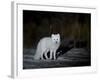 Arctic Fox, Alopex Lagopus, Churchill, Manitoba, Canada-Thorsten Milse-Framed Photographic Print