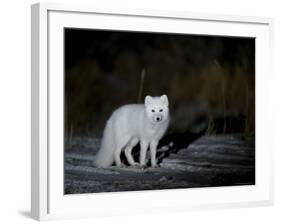 Arctic Fox, Alopex Lagopus, Churchill, Manitoba, Canada-Thorsten Milse-Framed Photographic Print