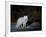 Arctic Fox, Alopex Lagopus, Churchill, Manitoba, Canada-Thorsten Milse-Framed Photographic Print