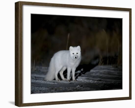 Arctic Fox, Alopex Lagopus, Churchill, Manitoba, Canada-Thorsten Milse-Framed Photographic Print