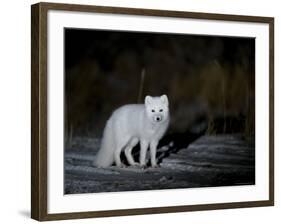 Arctic Fox, Alopex Lagopus, Churchill, Manitoba, Canada-Thorsten Milse-Framed Photographic Print