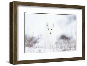 Arctic fox (Alopex lagopus) in snow, Churchill, Canada-Konrad Wothe-Framed Photographic Print