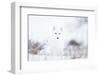 Arctic fox (Alopex lagopus) in snow, Churchill, Canada-Konrad Wothe-Framed Photographic Print