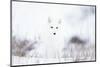Arctic fox (Alopex lagopus) in snow, Churchill, Canada-Konrad Wothe-Mounted Photographic Print