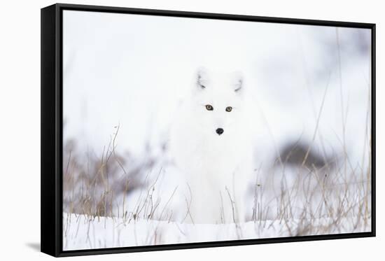 Arctic fox (Alopex lagopus) in snow, Churchill, Canada-Konrad Wothe-Framed Stretched Canvas