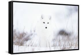 Arctic fox (Alopex lagopus) in snow, Churchill, Canada-Konrad Wothe-Framed Stretched Canvas