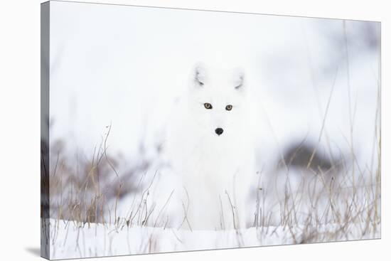 Arctic fox (Alopex lagopus) in snow, Churchill, Canada-Konrad Wothe-Stretched Canvas