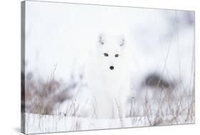 Arctic fox (Alopex lagopus) in snow, Churchill, Canada-Konrad Wothe-Stretched Canvas