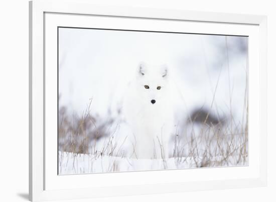 Arctic fox (Alopex lagopus) in snow, Churchill, Canada-Konrad Wothe-Framed Photographic Print