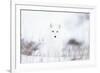 Arctic fox (Alopex lagopus) in snow, Churchill, Canada-Konrad Wothe-Framed Photographic Print