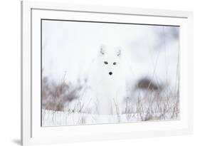 Arctic fox (Alopex lagopus) in snow, Churchill, Canada-Konrad Wothe-Framed Photographic Print