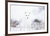 Arctic fox (Alopex lagopus) in snow, Churchill, Canada-Konrad Wothe-Framed Photographic Print