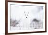 Arctic fox (Alopex lagopus) in snow, Churchill, Canada-Konrad Wothe-Framed Photographic Print