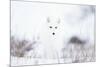 Arctic fox (Alopex lagopus) in snow, Churchill, Canada-Konrad Wothe-Mounted Photographic Print